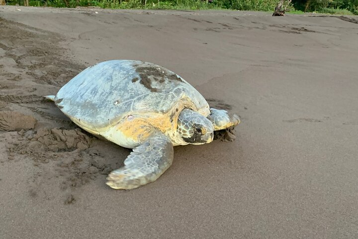 Turtle Watching in Their Natural Habitat in Tortuguero - Photo 1 of 6